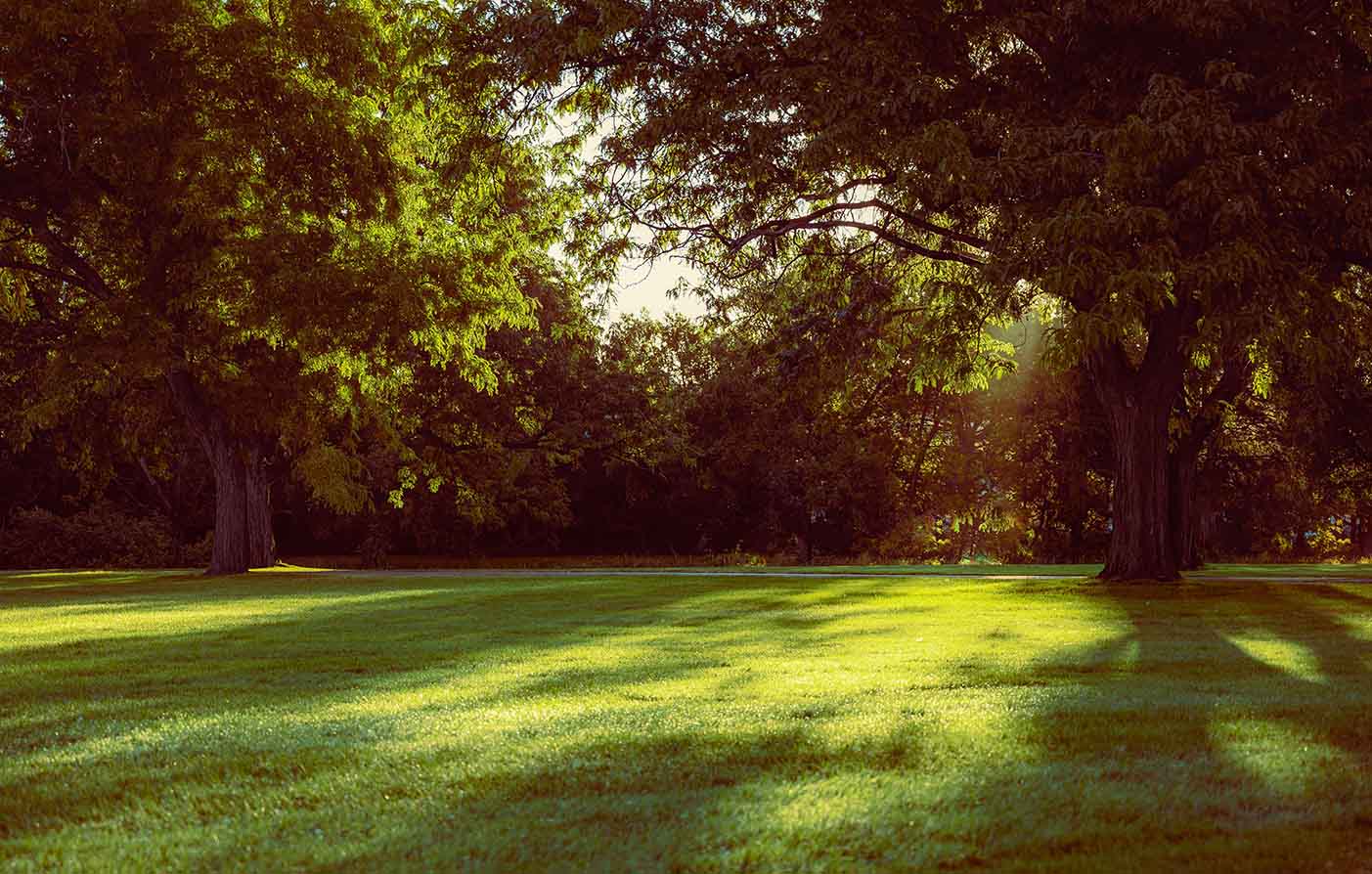 Sunlit lawn shaded by mature trees